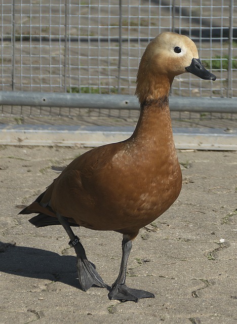 一大问题